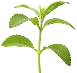 Image showing Stevia plant cutout