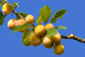 Image showing Yellow Plum Branch