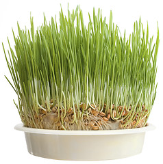 Image showing Christmas Wheat Cutout