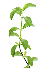 Image showing Stevia plant