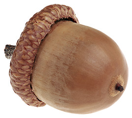 Image showing One Acorn Cutout