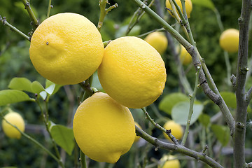 Image showing Lemons