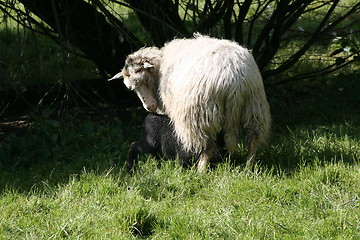 Image showing sheep and lamb