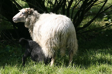 Image showing sheep and lamb