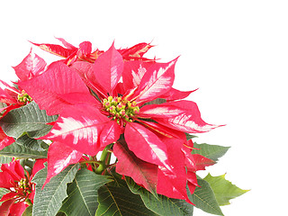 Image showing Poinsettia