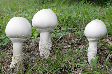 Image showing Mushrooms