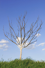 Image showing Small tree