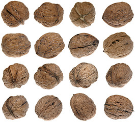 Image showing Walnuts