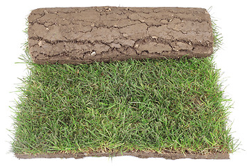 Image showing Grass Carpet Roll Cut Out