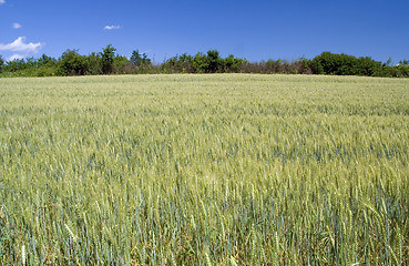 Image showing Barley Field