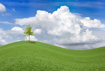 Image showing Wavy Spring Field