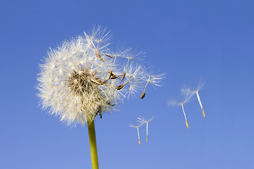 Image showing Dandelion seeds