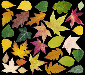 Image showing Autumn Leafs Cut Out
