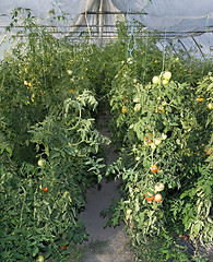 Image showing Tomato Greenhouse