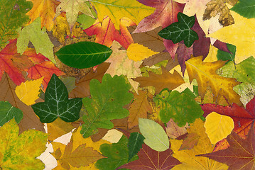 Image showing Autumn