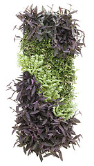 Image showing Vertical Garden