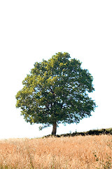 Image showing Oak Tree Cutout