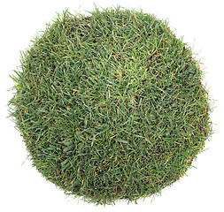 Image showing Grass Ball