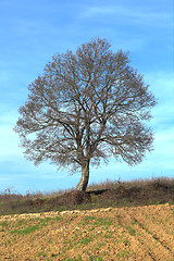 Image showing Oak Tree