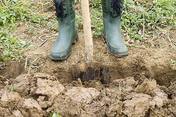 Image showing Gardening