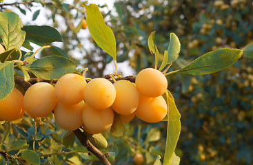 Image showing White Plums