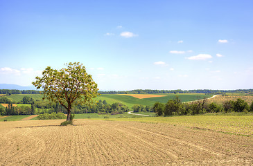 Image showing Rural Landscape