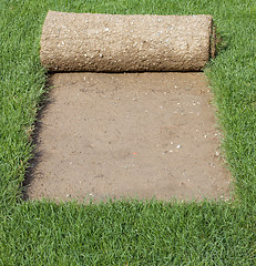 Image showing Grass Carpet Cover