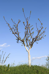 Image showing Apricot tree