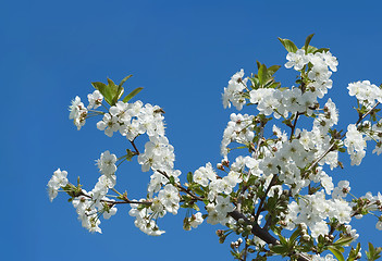 Image showing Sweet Cherry Flowers