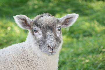 Image showing sheep and lamb