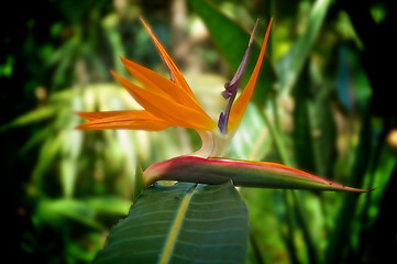 Image showing artistic Bird of Paradise flower