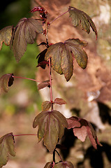 Image showing cranberry hibiscus in sunshine