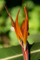 Image showing Bird of Paradise flower