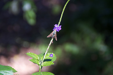 Image showing small butterfly on porterweed flower