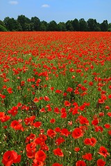 Image showing Poppies