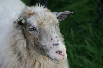 Image showing sheep lamb