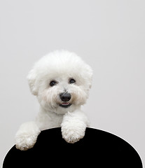 Image showing Bichon frise