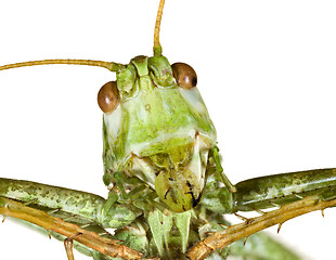 Image showing Grasshopper Head