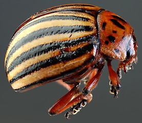 Image showing Colorado Beetle Macro Cutout