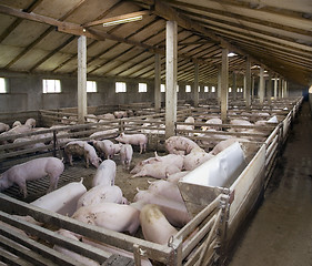 Image showing PigFarm