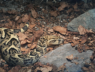 Image showing African Puff Adder