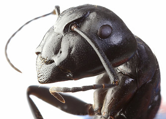 Image showing Black Garden Ant Cutout