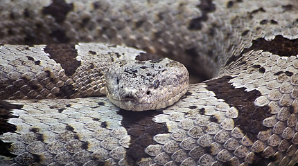 Image showing Banded Rock Rattlesnake