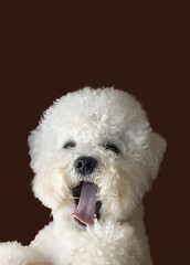 Image showing Bichon Frise Yawns