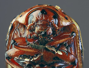 Image showing Colorado Beetle Macro `Cutout