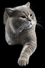 Image showing British Shorthair Cat Cutout