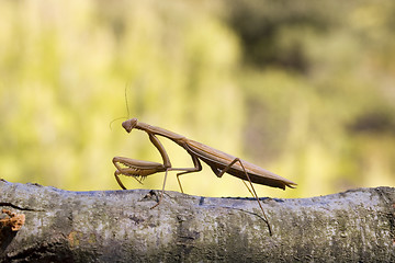 Image showing Brown mantis