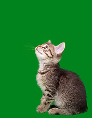 Image showing Domestic Tabby Cat Cutout