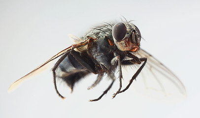 Image showing Musca Domestica Magnification