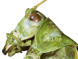 Image showing Locust Head Cutout